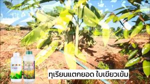 ของแท้ 100% ปุ๋ยน้ำ แกรมม่าทู 1000 ซีซี ใบเขียว แตกใบอ่อน เร่งดอก เร่งผล สะสมอาหาร ผลใหญ่ ต้นสมบูรณ์ แข็งแรง ลูกดก