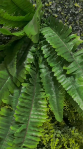 Daun Pakis Artificial Dinding Jumbo Premium Plastik Hiasan Dinding Pakis / CZ-21