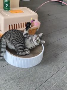 Đồ Chơi Cần Câu Cho Mèo Giải Trí Cần Màu Trắng Dây Thép Dẻo Dai Kèm Chuông Giúp Mèo Thư Giãn Xả Stress