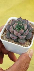 ต้นไม้อวบน้ำ กุหลาบหิน แกร็ปโตเวเรีย พิงค์ รูบี้ Graptoveria Pink Ruby #ดอกไม้ตกแต่ง