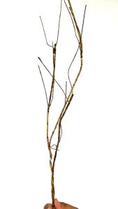 Ranting Coklat untuk Dekorasi dan Kerajinan