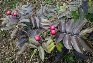 lengkeng merah kelengkeng merah