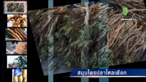 พ่อทองเอก สมุนไพรรากปลาไหลเผือก