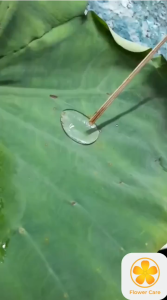 SIÊU TĂNG LỰC - CHẤT BỔ TRỢ TRONG NÔNG NGHIỆP - LOANG TRẢI CỰC NHANH THẨM THẤU CỰC MẠNH