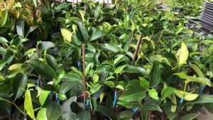 CÂY MĂNG CỤT THÁI GHÉP CÀNHCÂY CHUẨN GIỐNGCAM KẾT TRỒNG 2 NĂM RA TRÁI