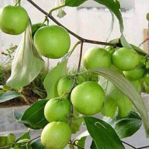 bibit pohon apel futsa/ apel India  / Bidara India murah