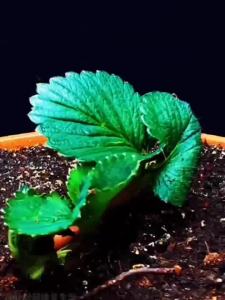 四季奶油草莓原盆原土南北方阳台庭院露天种植当年开花结果草莓苗