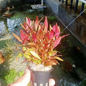 Alternanthera Reineckii Pink Aquascape 10 Batang