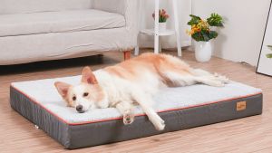 BingoPaw เตียงสุนัขใหญ่ ที่นอนสุนัขโต - Large Dog Orthopedic Pet Bed Memory Foam Removable Soft Washable Mat Cover เตียงสุนัข ที่นอนสูงสุด