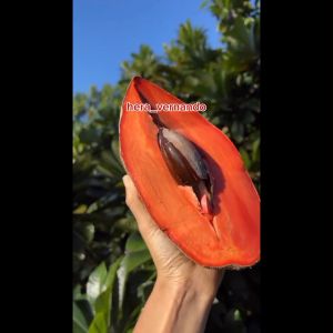 Bibit Sawo Jumbo Mampu Berbuah Dalam Pot Super Okulasi