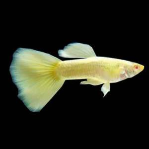 [Hot Deal] 🔥Albino 24K Gold Guppy- 白子24K金「孔雀鱼」 AquaX Live Fish With D.O.A. *Ship West & East Malaysia* ~Farm Direct Sell