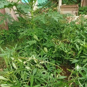 BIBIT UBI JALAR SUPER CILEMBU 10 bibit