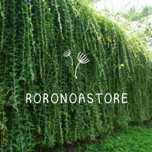 PAKET 50 PCS!! tanaman hias lee kwan yew 25-30cm tanaman hias menjuntai tanaman rooftop tanaman pagar menjuntai tanaman tirai hidup veronina elliptica