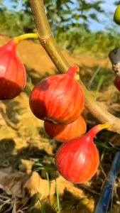 ต้นมะเดื่อ Masui dauphine B5 สูง 40-50ซม. ต้นกล้านำเข้ามาตราฐาน F1 ปลูกง่าย ให้ผลใหญ่