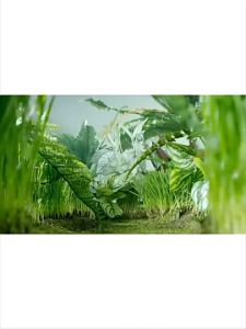 [HAKO PETSHOP] Paket Tumbuh Benih Gandum Premium Rumput Kucing