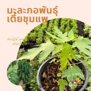 ต้นมะละกอ พันธุ์ เตี้ยชุมแพ ส่งพร้อมถุงเพาะ 5.5นิ้ว/กระถาง 6นิ้ว มะละกอเตี้ย ผักสวนครัว ผักสวนครัวปลูกง่าย ผักสวนครัวพร้อมปลูก ผักออร์แกนิก