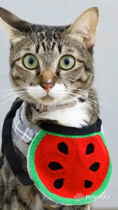 [สินค้าราคาพิเศษ] ปลอกคอหมา ปลอกคอแมว ผ้ากันเปื้อนแบบเชือก | CLAWSET.BKK