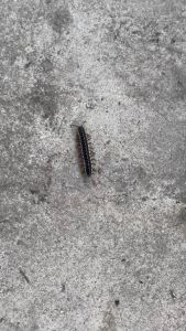 iCare Garden Repellent 2L water based garden pest centipede millipede black ant red ant