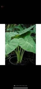 ️ต้นออดิบ ต้นอ้อดิบต้นทูน️ต้นคูน️หรือตูน️ต้นละ 35 บาท ️พร้อมปลูกลงดิน️