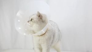 Vòng cổ chống liếm cho Chó Mèo thành cao có nhiều nấc điều chỉnh (mẫu mới) - Love Pets Shop