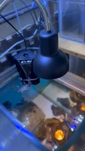 SG READY STOCK | Dimmable Switch PLUS TIMER 50W (FREE)E27 Turtle basking light (CHEAPEST)