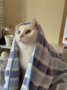 HOOPET | Khăn Tắm Thú Cưng Dày Mềm Hấp thụ Nước Tốt