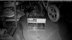 2024 กรงดักหนูอัตโนมัติ อุปกรณ์ดักหนู กับ 2 รูปแบบ กลับ สำหรับดักหนูสด 2 ประตู