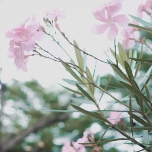 Zinus Tempat Tidur Ranjang Besi Abel: Desain Minimalis & Smart Base