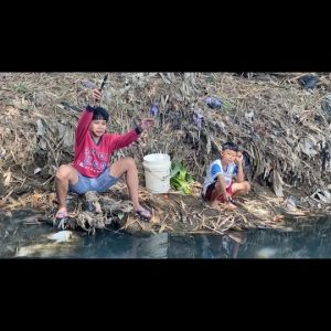 Essen Paling Ampuh AUTO STRIKE untuk Ikan Nila Media Lumut