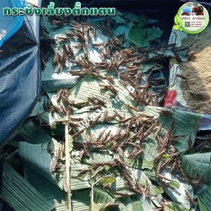 กระชังเลี้ยงตั๊กแตน กระชังเลี้ยงแมลง มุ้งเลี้ยงตั๊กแตน ตั๊กแตนปาทังก้า อื่นๆ