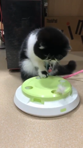 🔥🔥🔥Fun Interactive Cat Toy Durable Electric Smart Flutter Rotating Kitten Indoor Exercise Toys Replaceable Feather