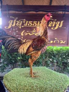 ไข่ไก่ชน ส.มีสุวรรณ100% ชุด3ฟอง เจ้าแสนกลจูเนียร์