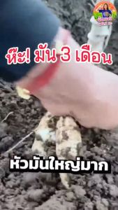 4tree+อะมิโนแบล็ค 1ซอง 1 ขวด ของแท้ต้องร้านนี้เท่านั้น ป้องกันเชื้อราและแมลงศัตรูพืชใช้ได้กับพืชทุกชนิด