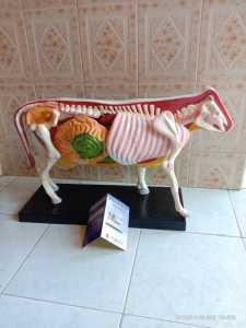 sapi lembu alat peraga pendidikan torso model sapi lembu