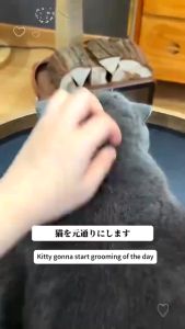 【READY STOCK】Pet Brush 3 In 1 Electric Spray Cat Hair Comb Sikat Semburan Elektrik Kucing Anjing 宠物电动喷雾梳