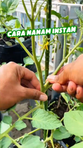 Nutrisi Akar Tanaman 250 ml Nutrisi Akar Tanaman Akar Cangkok Lebih Cepat Cairan Perangsang Akar Penyubur Tanaman Nutrisi