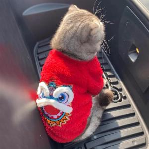 Thickened Winter Cat Clothes New Year Festive Warm Pet Costume Lion Dance Tang Suit Cat Toys for Cats And Small Animals