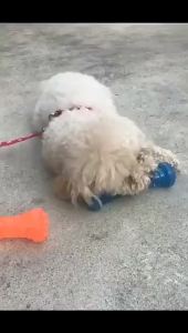 Dog Chew Toy Resistant Bite Resistant Pet Toy Toothbrush Bone Sturdy Dog Toy Interactive Puppy Game Toy Dog Bone Pet Accessories