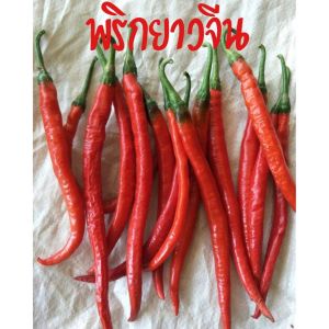เมล็ดพริกยาวโจลองยอดนิยม เมล็ดนำเข้า พันธุ์แท้ 100% สายพันธุ์OP บรรจุ300เมล็ด