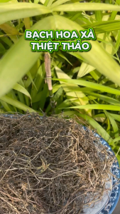 Trà bạch hoa xà thiệt thảo sấy khô - Thảo Dược Tấn Phát - Túi lớn loại 1kg