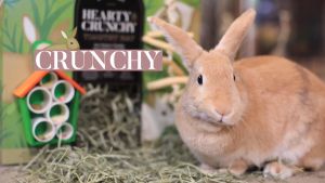 [NEW] Oxbow Prime Cut Hay | Timothy Hay rabbits guinea pigs rats mice chinchillas