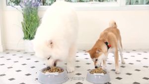 (HÀNG MỚI) Sốt Pate cho chó pate MOOCHIE - Gói 85gr tăng cường miễn dịch hỗ trợ tiêu hóa Pate Mochie Mochi cho cún monge