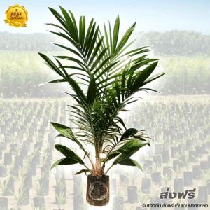 ปาล์ม กล้าปาล์ม ยังกัมบิML161 แท้100%   (รุ่น 12 เดือน)    โทร 098 0130425