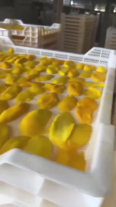 มะม่วงแก้วขมิ้นอบแห้งแผ่น ขนาด 130g 260g 500g บรรจุในถุงซิปล็อค สะดวกในการเก็บรักษา จัดส่งรวดเร็วทั่วประเทศ