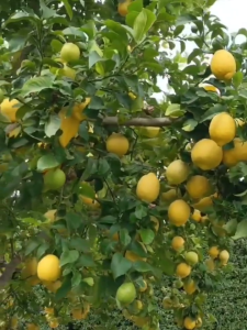 Bibit Buah Jeruk Lemon Impor Kondisi Berbuah & Berbunga