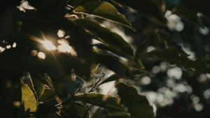 Advante Duo Homecare Shampoo (900ml) Refill Set