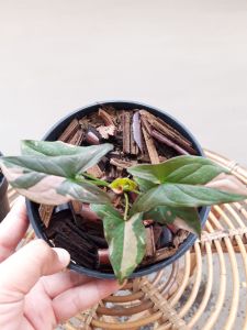 Tanaman hias syngonium pink flash
