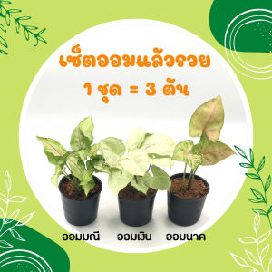 🔥โปร 2.2 💥 เซ็ตออมแล้วรวย (1 ชุด = 3 ต้น) ไม้มงคลโชคลาภ ออมเงิน ออมมณี ออมนาค เสริมโชคลาภ ร่ำรวย ประดับบ้าน โต๊ะทำงาน ต้นไม้จิ๋วมงคล