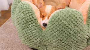 🐰 I Pet Shop 🌼 ถูกถนน 3 ขนาด หมา เตียงแมว 🐰 สุขภาพสูงสุดสำหรับสัตว์เลี้ยง และแมว คุณสามารถรอสัครพิเศษ หรือสั่งอาหารสำหรับสัตว์เลี้ยง ในช่วงเวลาที่คุณต้องการ",