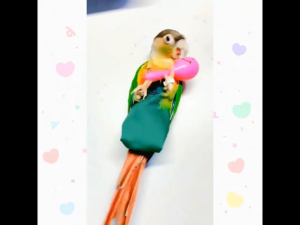 Magnifica Bird Rattle Shaker Toy (per piece): A Comprehensive Guide
